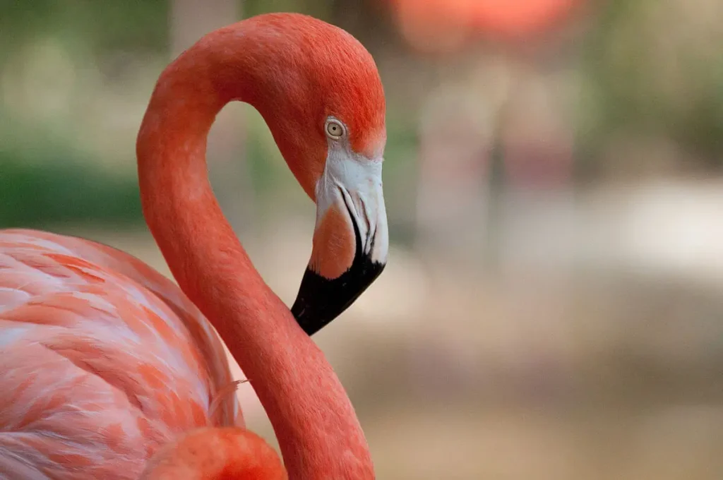 Zoo das Aves em Poços de Caldas: descubra um dos passeios mais encantadores da região